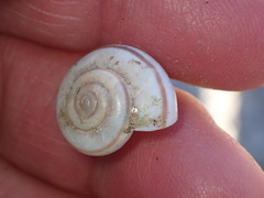 Sonorelix borregoensis