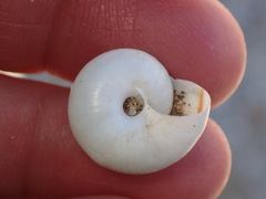 Sonorelix borregoensis