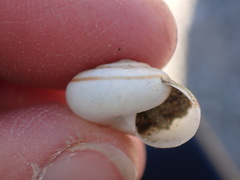 Sonorelix borregoensis