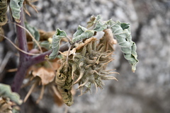 Datura discolor