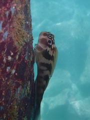 Ophioblennius steindachneri