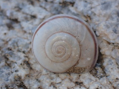 Sonorelix borregoensis