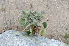Datura discolor