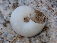 Sonorelix borregoensis