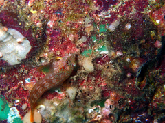 Hypsoblennius brevipinnis