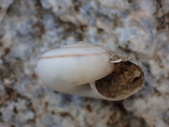 Sonorelix borregoensis