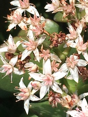Crassula ovata