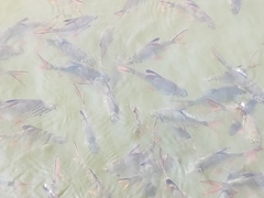 Barbonymus schwanefeldii