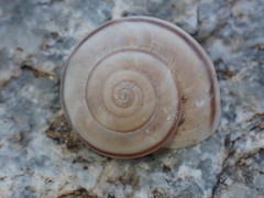 Sonorelix borregoensis