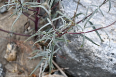 Palafoxia arida