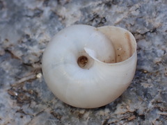 Sonorelix borregoensis