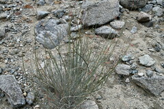 Hoffmannseggia microphylla