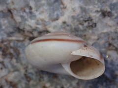 Sonorelix borregoensis