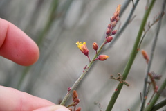 Hoffmannseggia microphylla