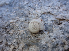 Sonorelix borregoensis