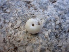 Sonorelix borregoensis