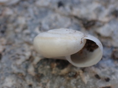 Sonorelix borregoensis