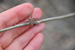 Hoffmannseggia microphylla