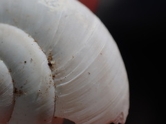 Sonorelix borregoensis