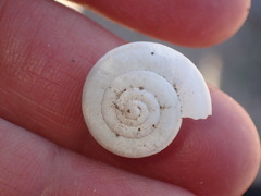 Sonorelix borregoensis