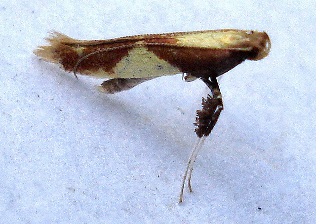Caloptilia