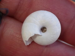 Sonorelix borregoensis