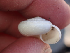 Sonorelix borregoensis