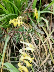 Corydalis pallida