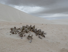 Abronia angustifolia