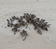 Abronia angustifolia