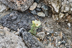 Mohavea confertiflora