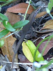 Algyroides fitzingeri