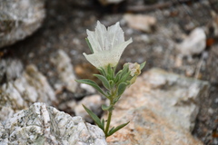 Mohavea confertiflora