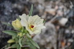 Mohavea confertiflora