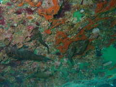 Ophioblennius steindachneri