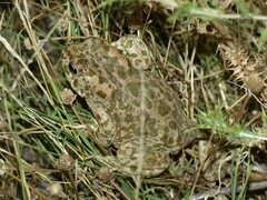 Bufotes viridis balearicus