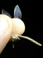 Macronemurus appendiculatus