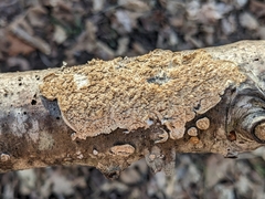 Hydnoporia