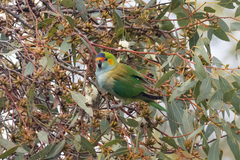 Parvipsitta porphyrocephala