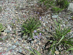 Polemonium pulcherrimum