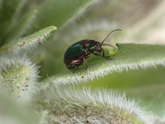Altica torquata
