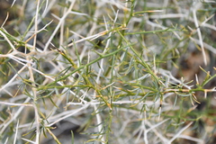 Psorothamnus