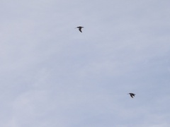 Gallinago magellanica