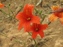 Salpiglossis sinuata