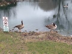 Anser anser × Branta canadensis