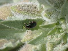 Altica torquata