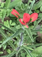 Castilleja indivisa
