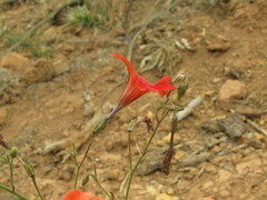 Salpiglossis sinuata