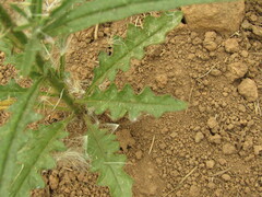 Salpiglossis sinuata