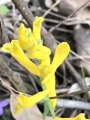 Corydalis